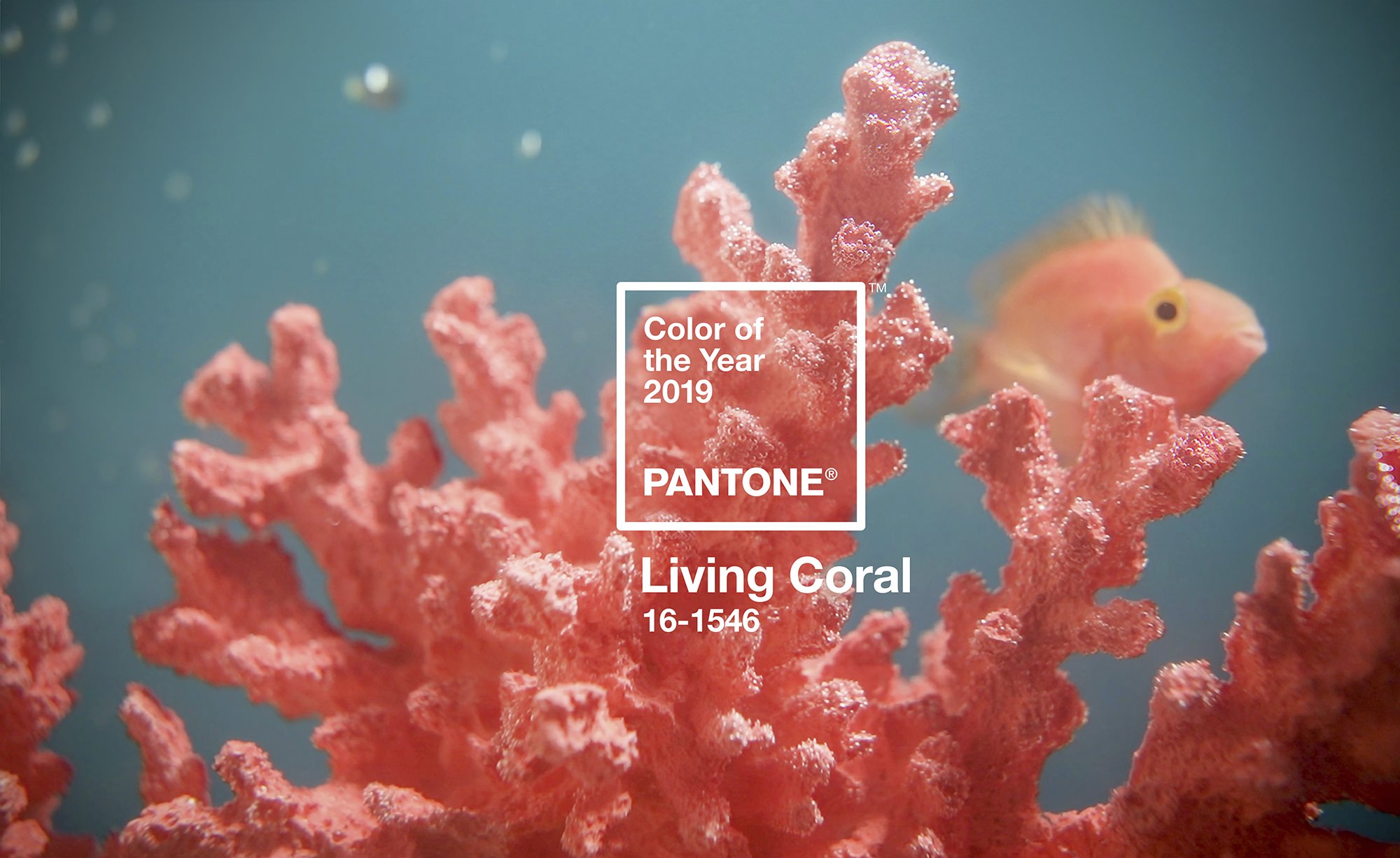 ​Living Coral è il colore del 2019
